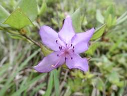 صورة Rhododendron farrerae Tate ex Sweet