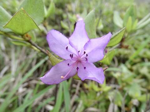 Image of Rhododendron farrerae Tate ex Sweet