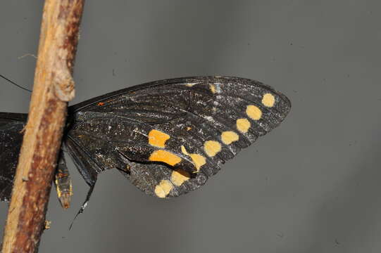 Image of Poey's Black Swallowtail