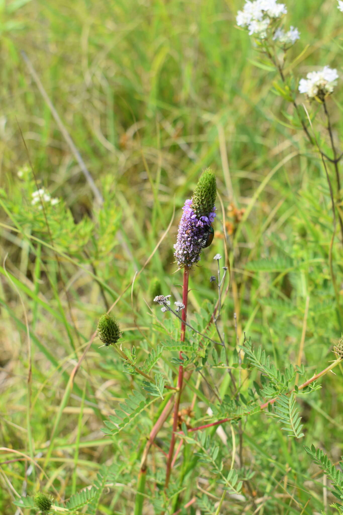 Image of leafy prairie clover