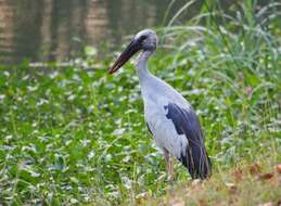 Image of Openbill stork