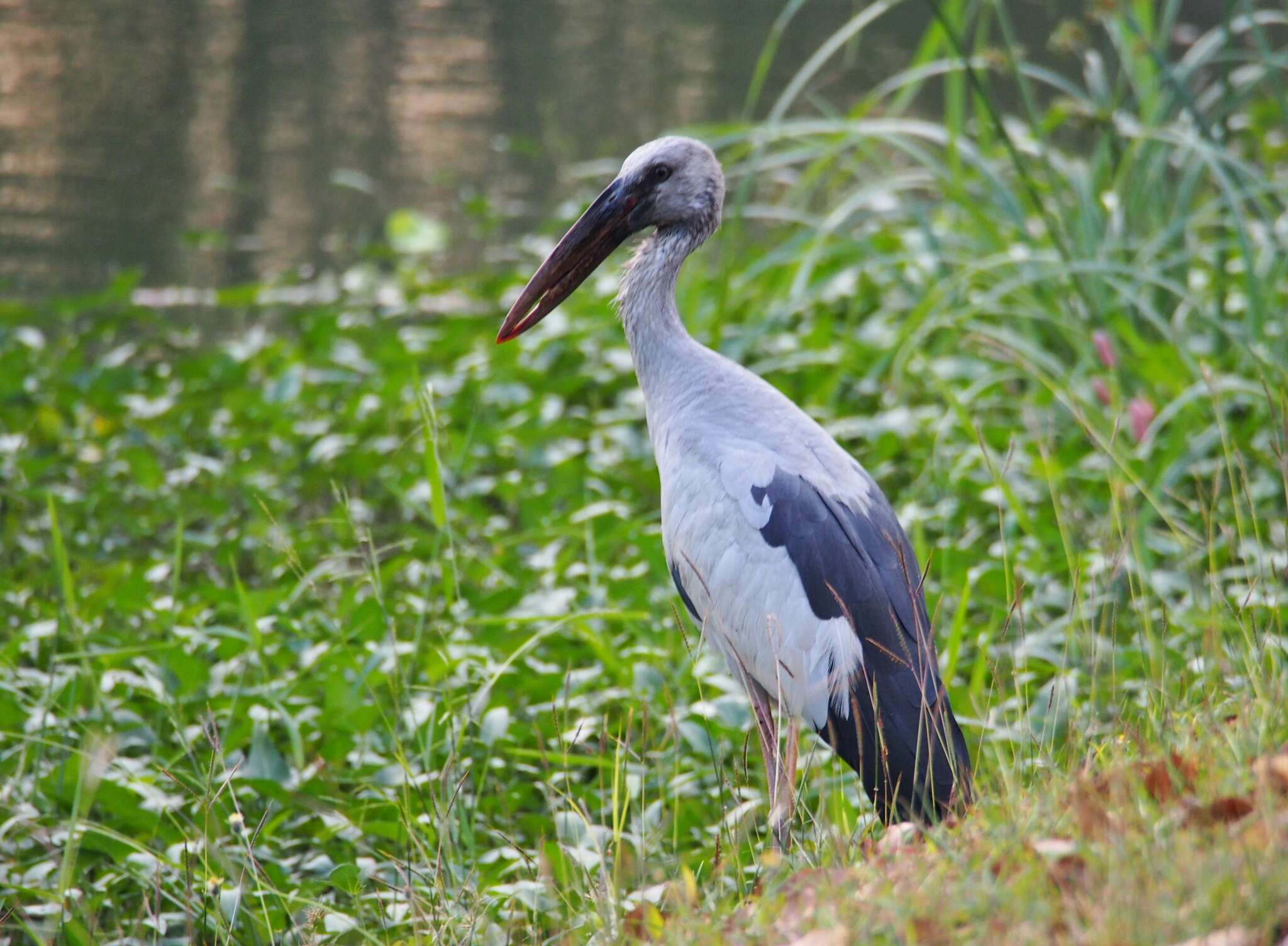 Image of Openbill stork