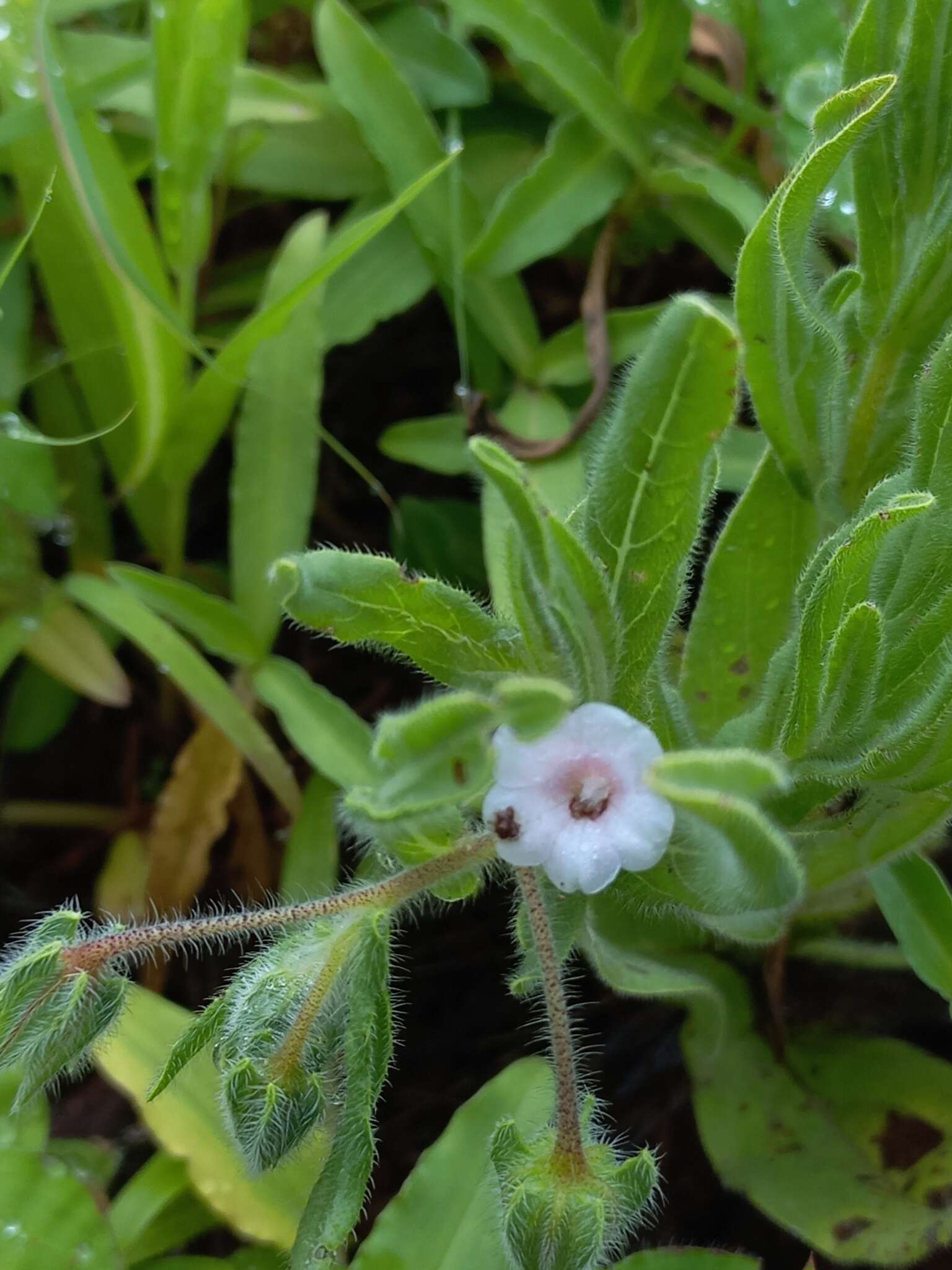 Trichodesma inaequale Edgew. resmi