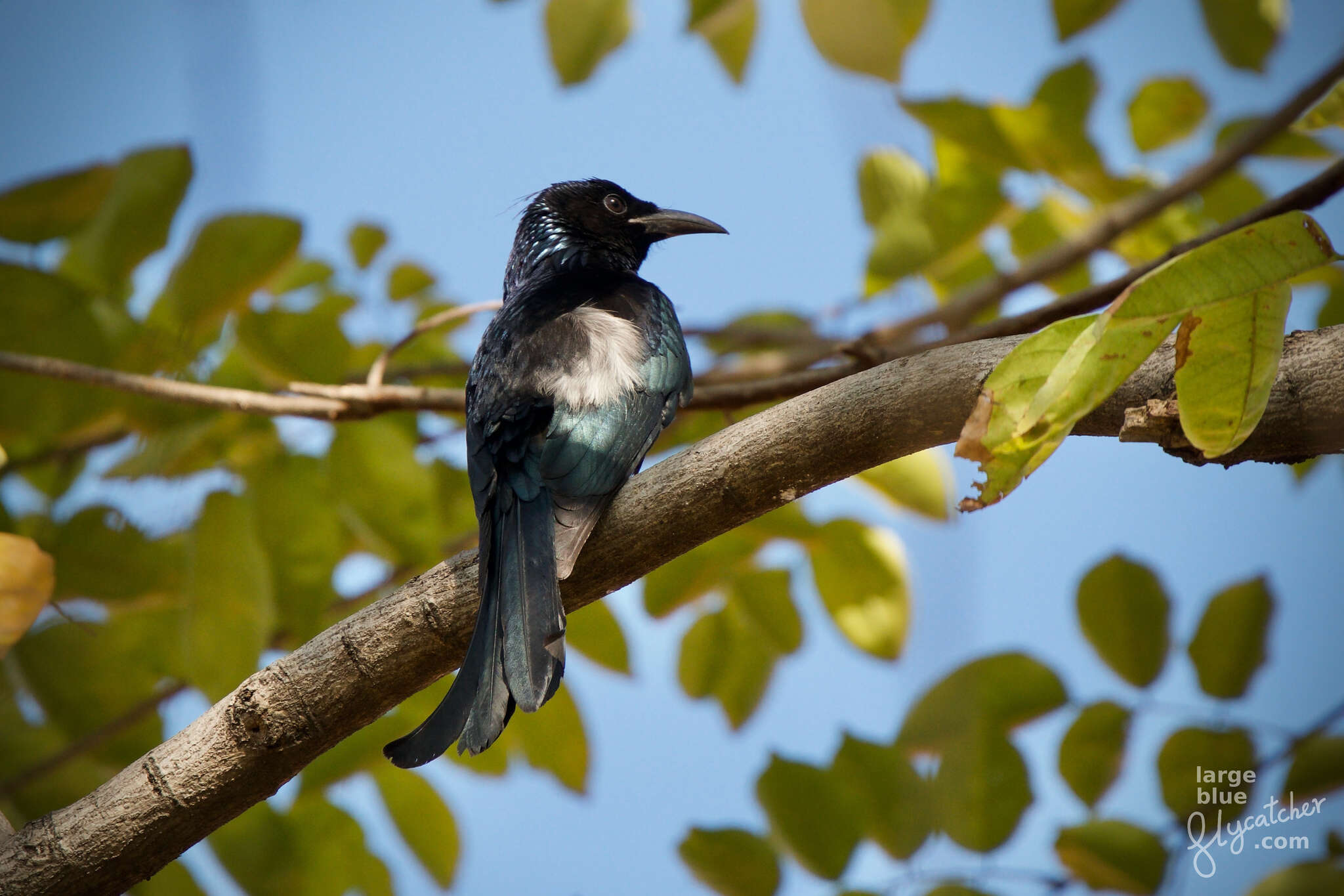 صورة Dicrurus hottentottus brevirostris (Cabanis 1851)