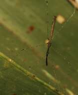 Image of Eugubinus reticolus Distant 1915