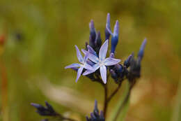 Plancia ëd Amsonia orientalis Decne.