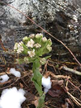 Image of arctic sweet coltsfoot