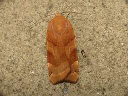 Image of broad-bordered yellow underwing