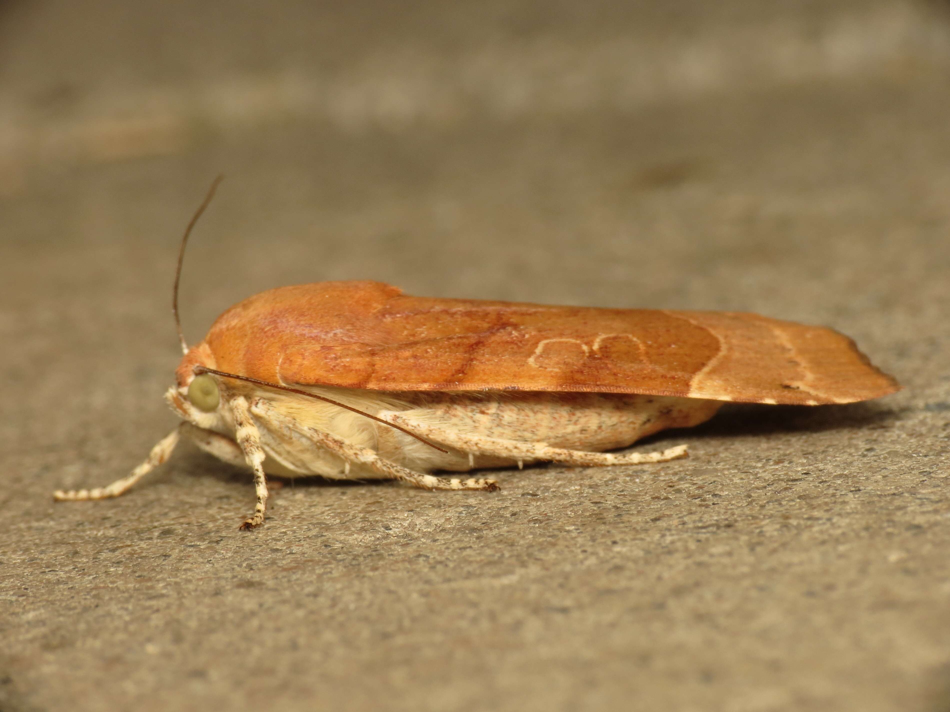 Image of broad-bordered yellow underwing