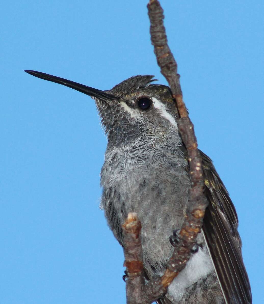 Image of Blue-throated Hummingbird