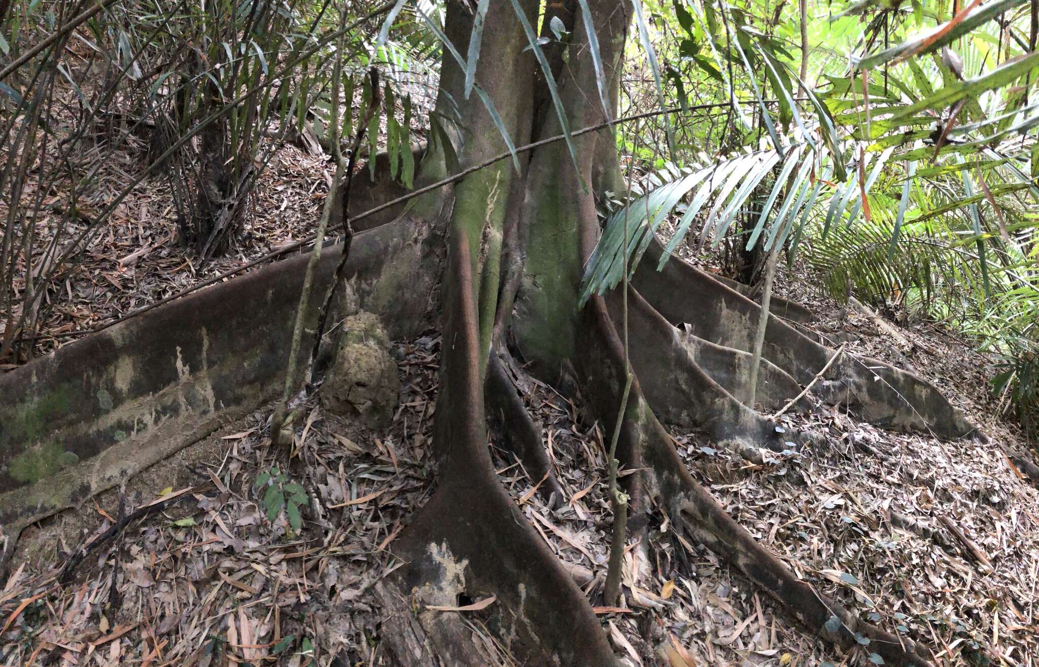 Image of Ficus ampelas Burm. fil.