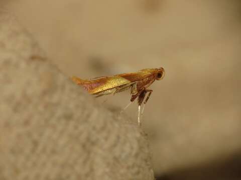 Image of Caloptilia alchimiella (Scopoli 1763)