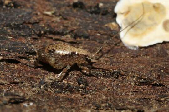 Image of Gammarotettix genitalis Caudell 1916