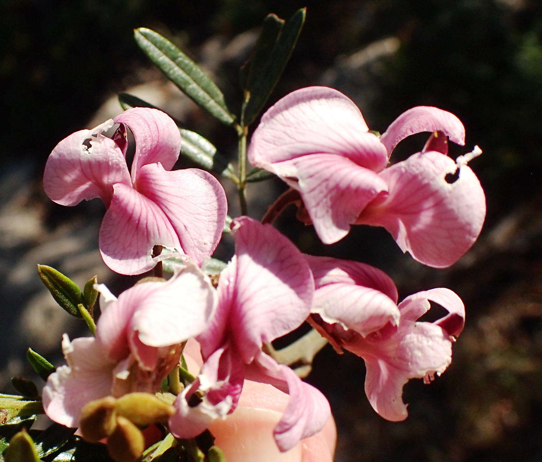 Image of Virgilia oroboides subsp. ferruginea B.-E. van Wyk