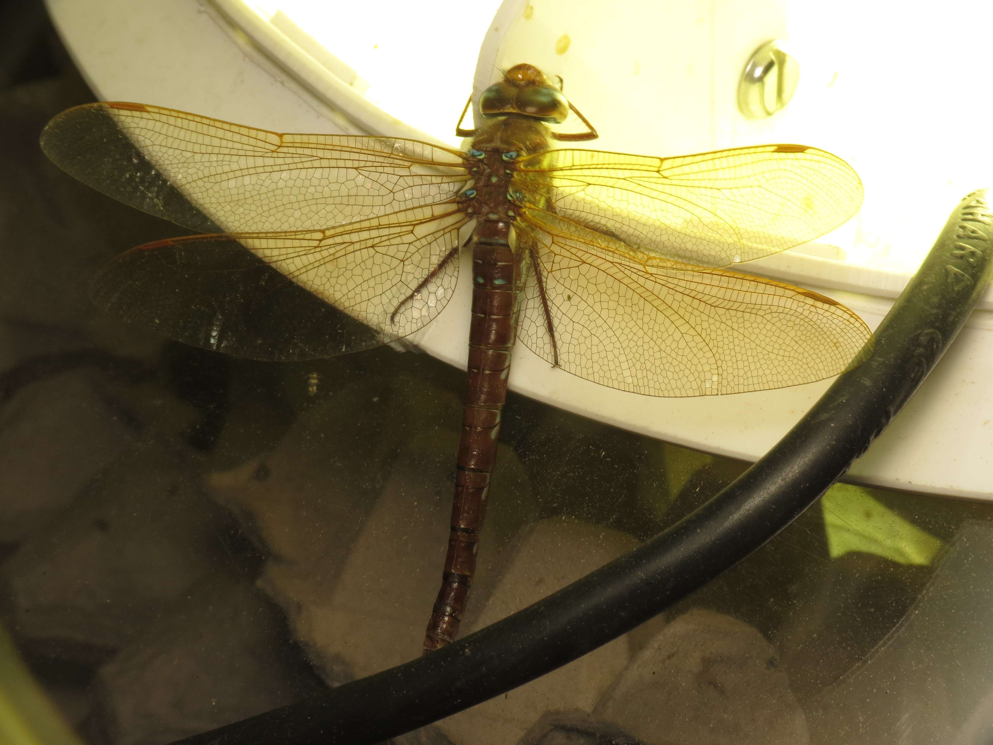 Image of Brown Hawker