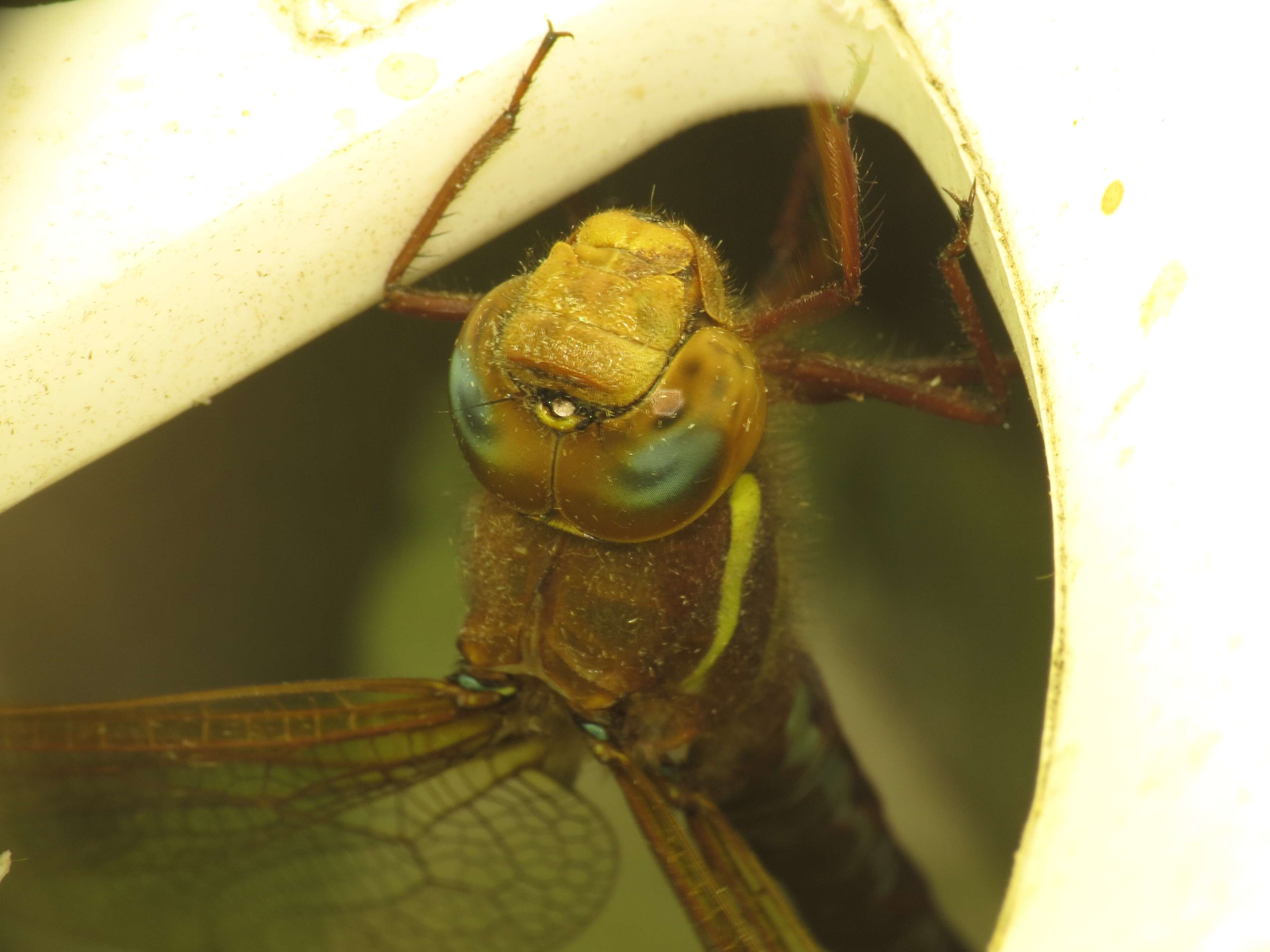 Image of Brown Hawker