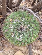 Image of Mammillaria melanocentra subsp. melanocentra