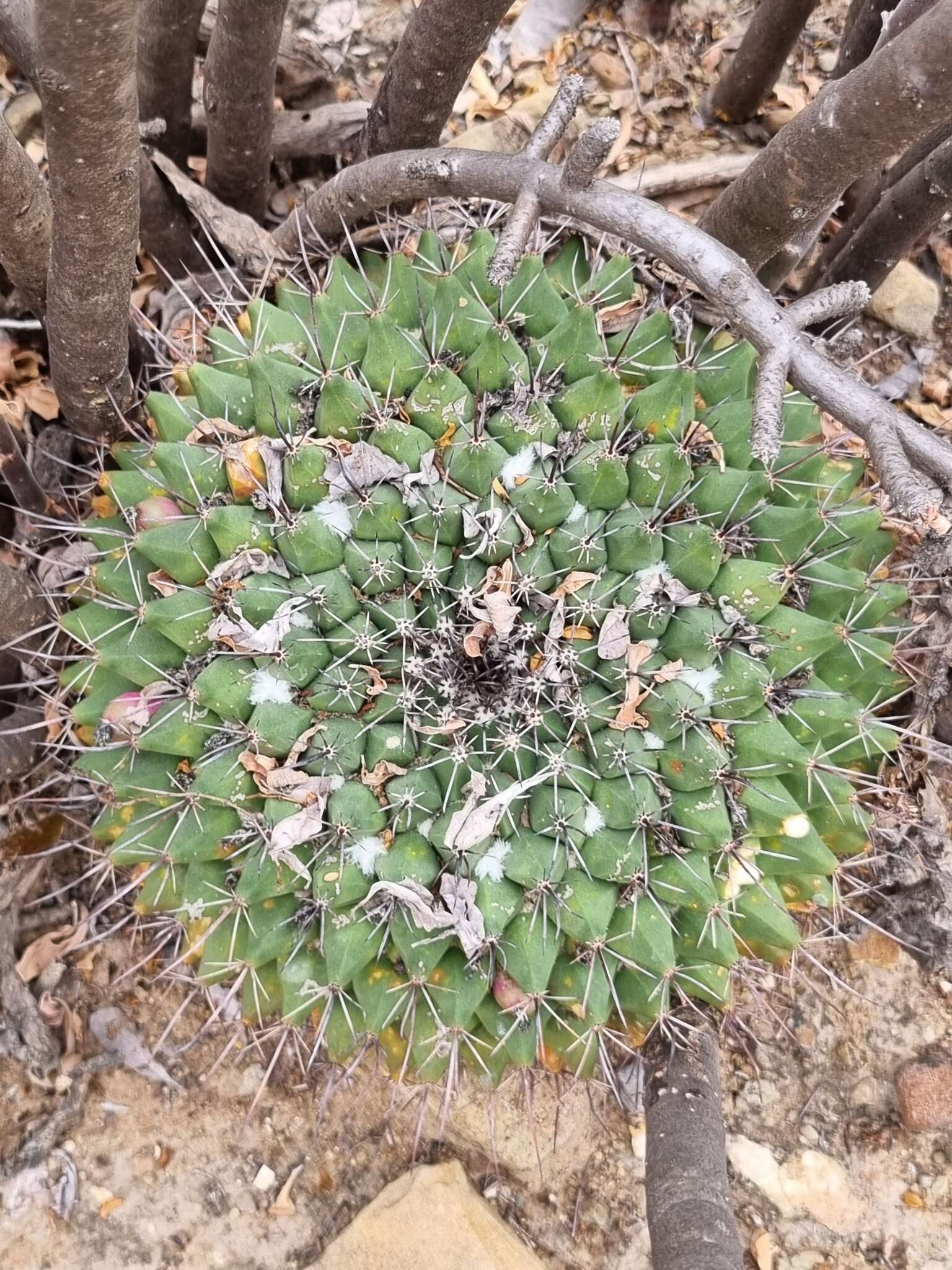 Image of Mammillaria melanocentra subsp. melanocentra