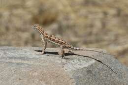 Image of Elegant Earless Lizard