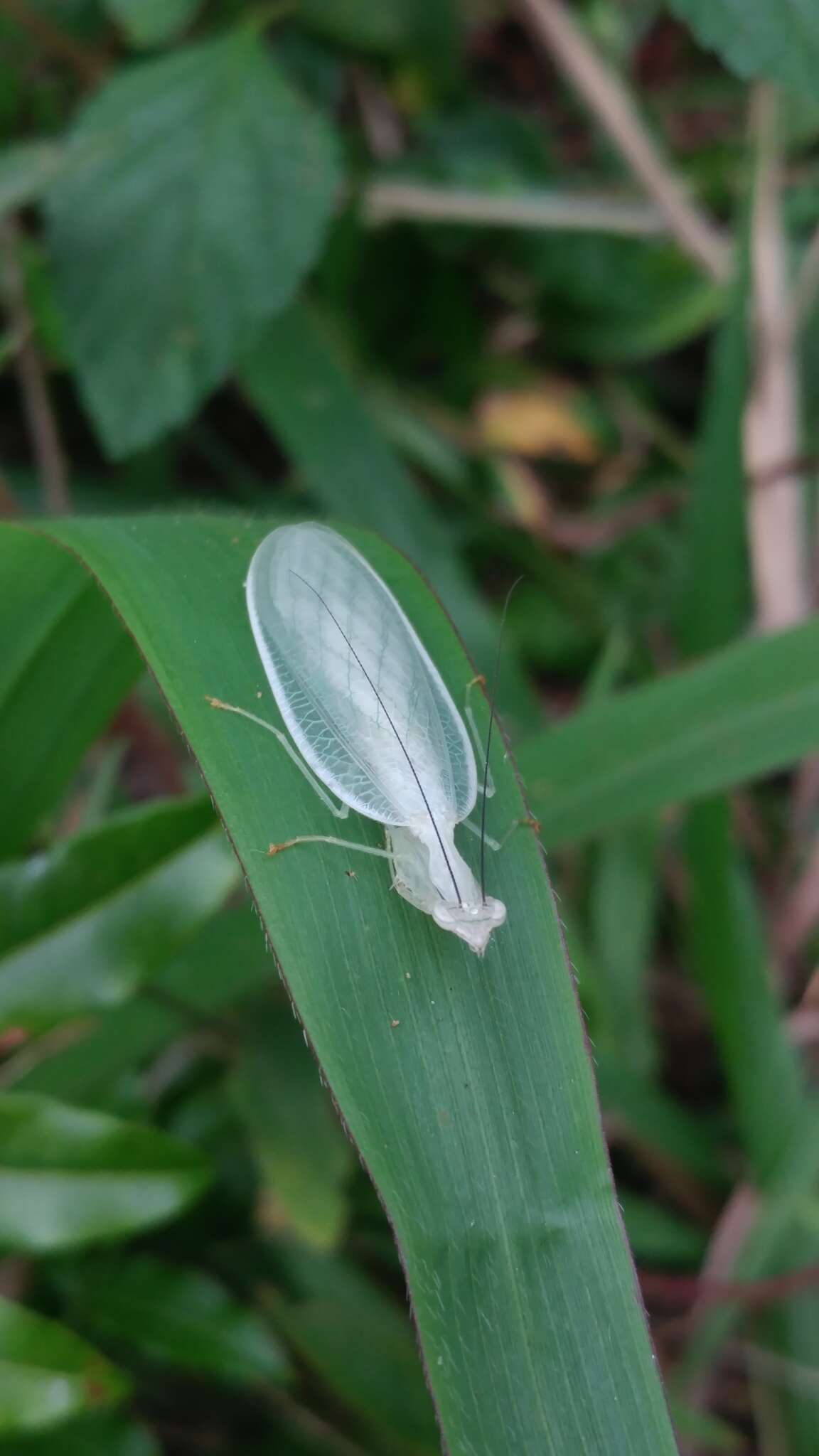 Image of Platycalymma dichroica Paulian 1957