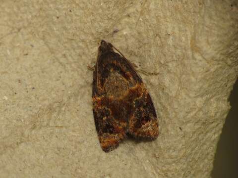 Image of red-barred tortrix