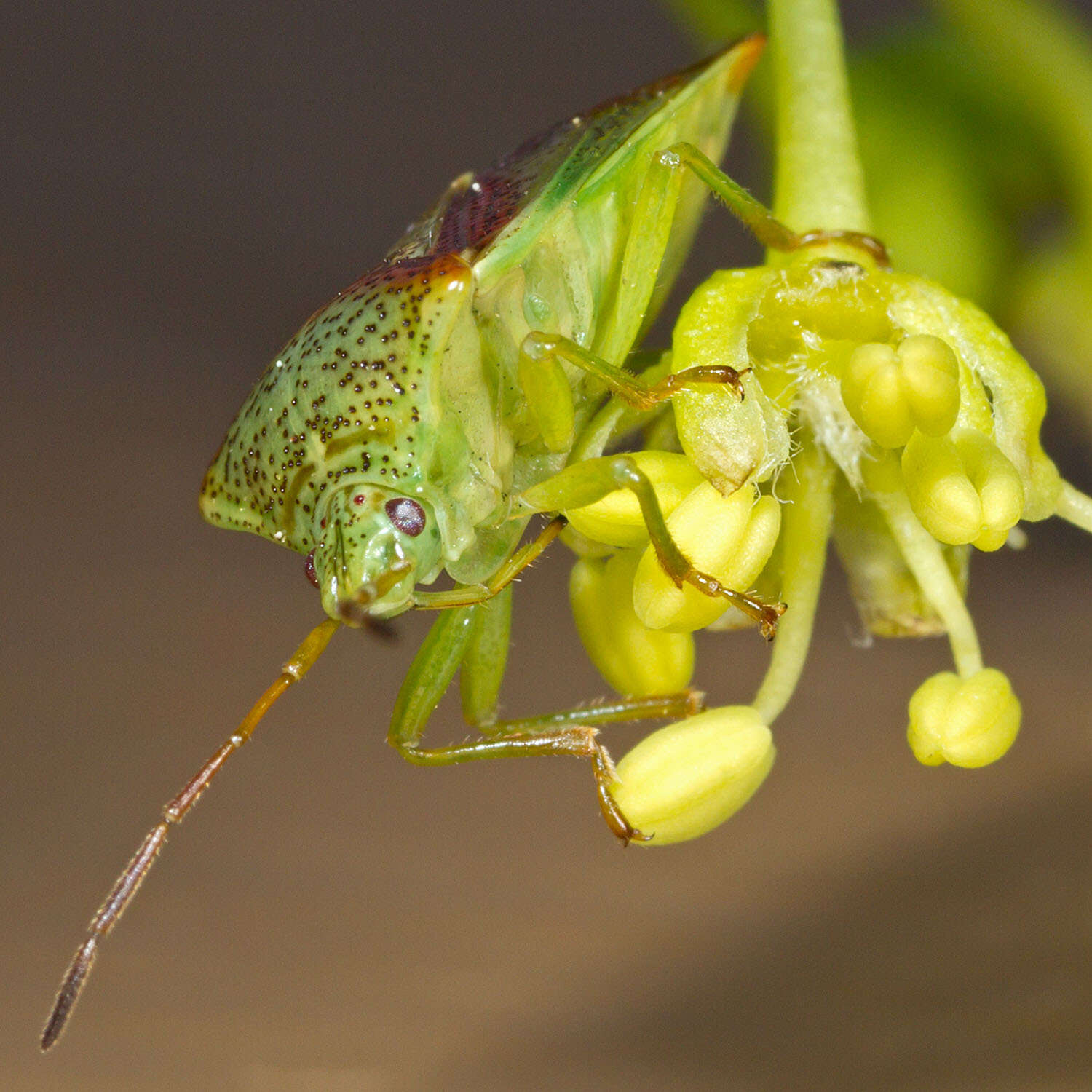 Image of Red-Cross Shield Bug