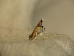 Image of Azalea leafminer