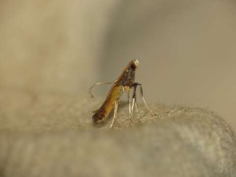 Image of Azalea leafminer