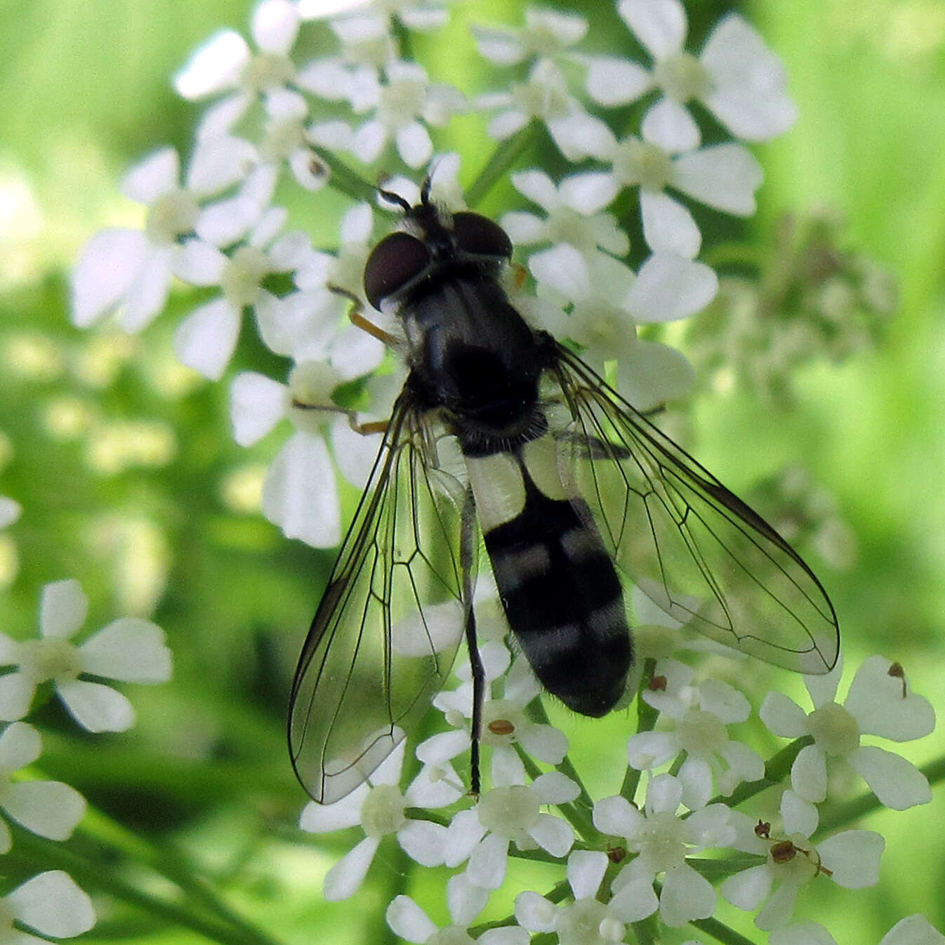 Leucozona xylotoides (Johnson 1916) resmi