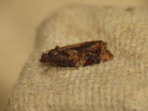 Image of red-barred tortrix