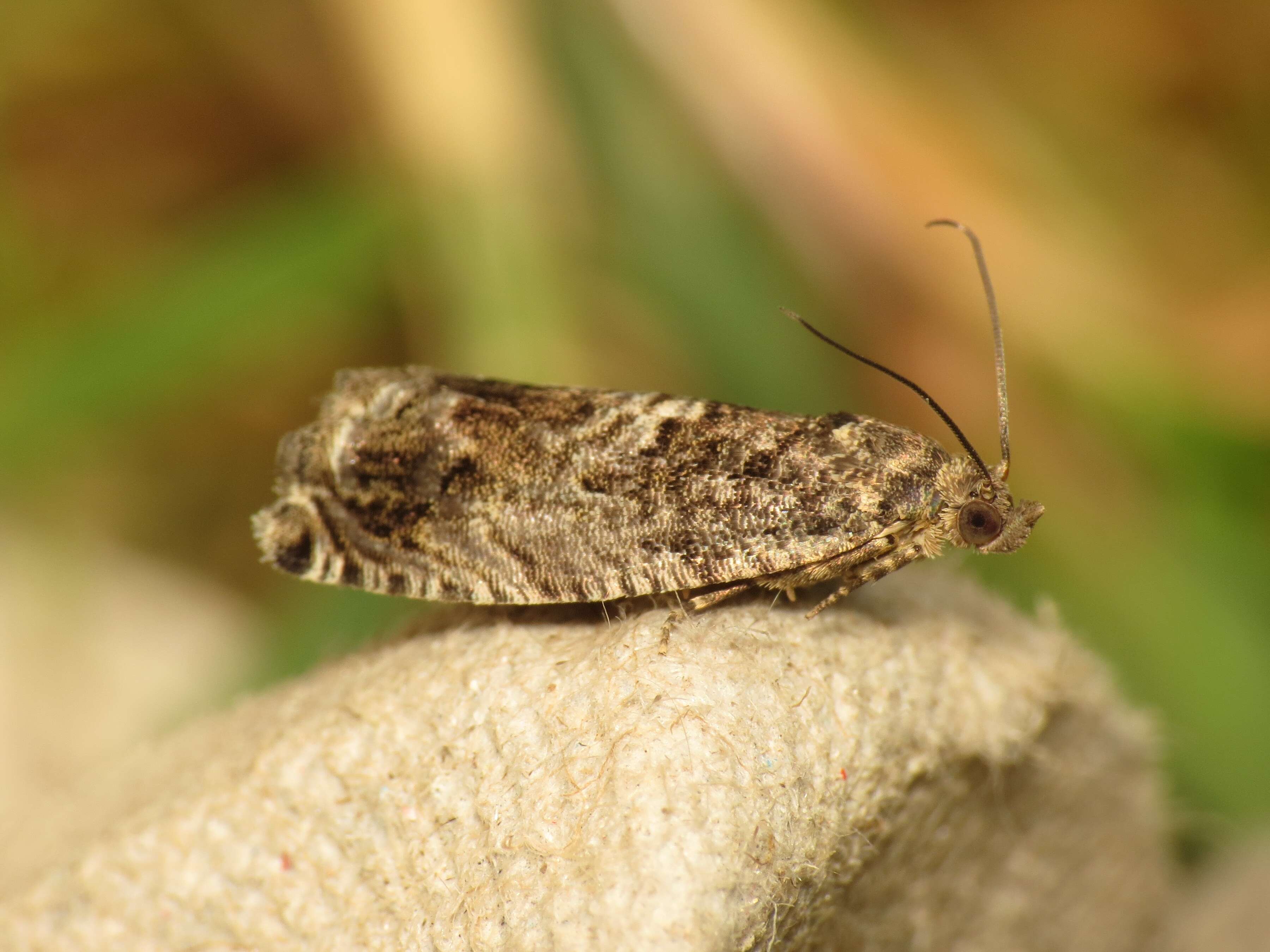 Image of beech moth