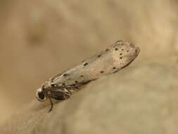 Image of Ermine moth