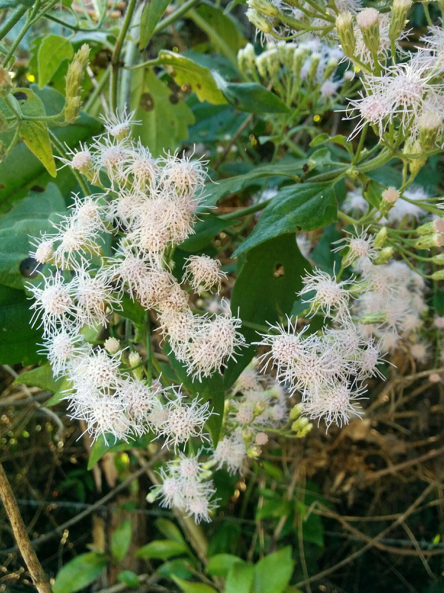 Image of Jack in the bush