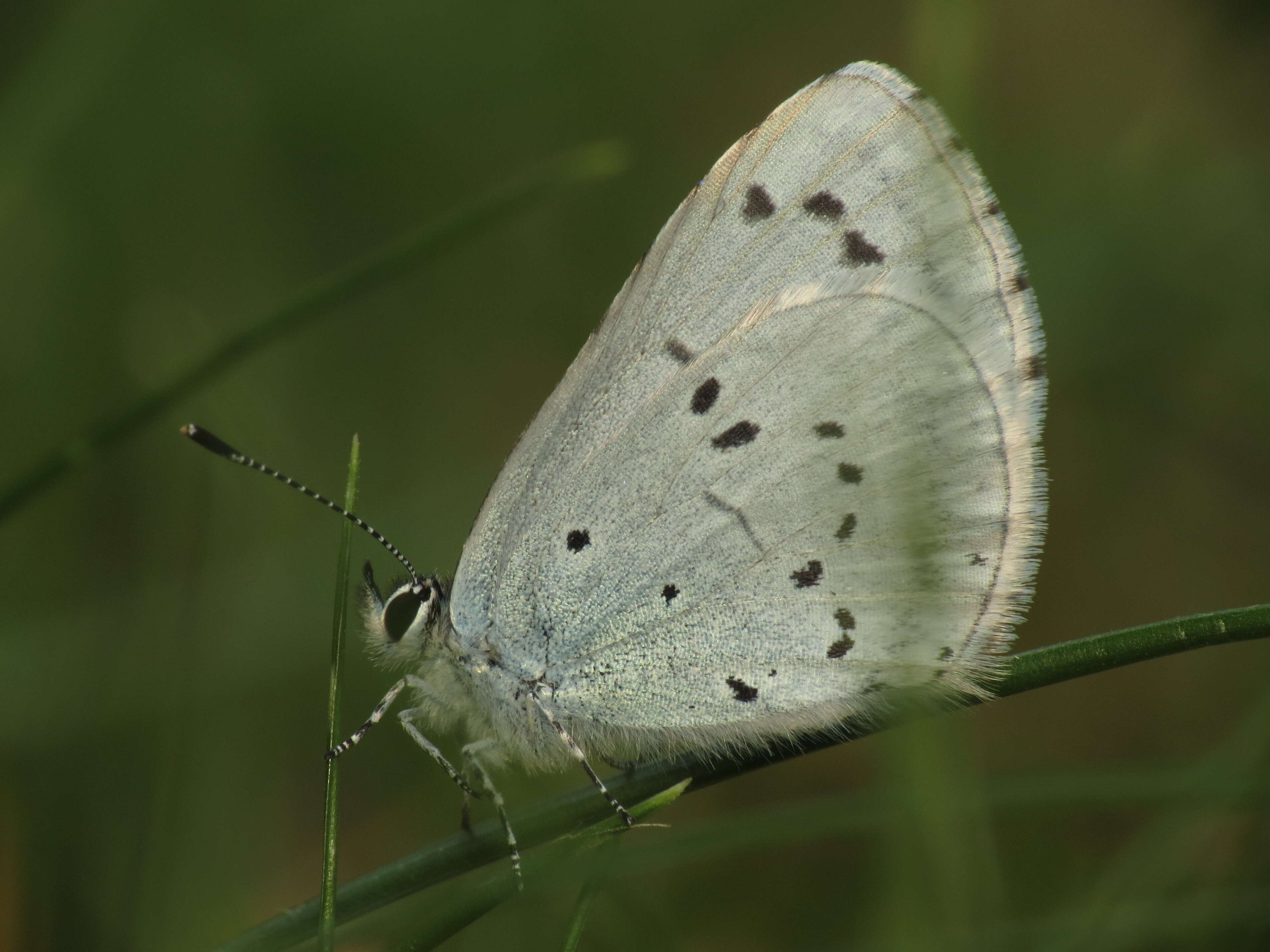 Image of holly blue