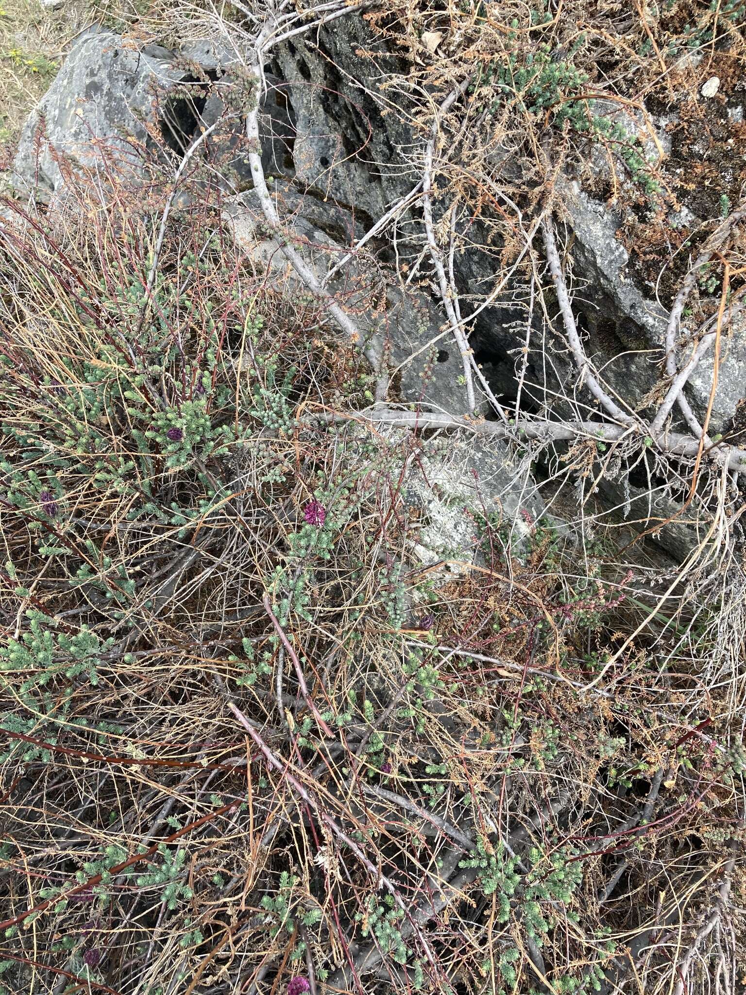 Image of Myricaria rosea W. W. Sm.