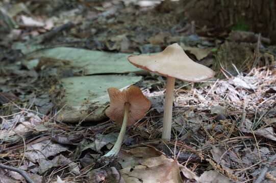 Image of Entoloma vernum S. Lundell 1937