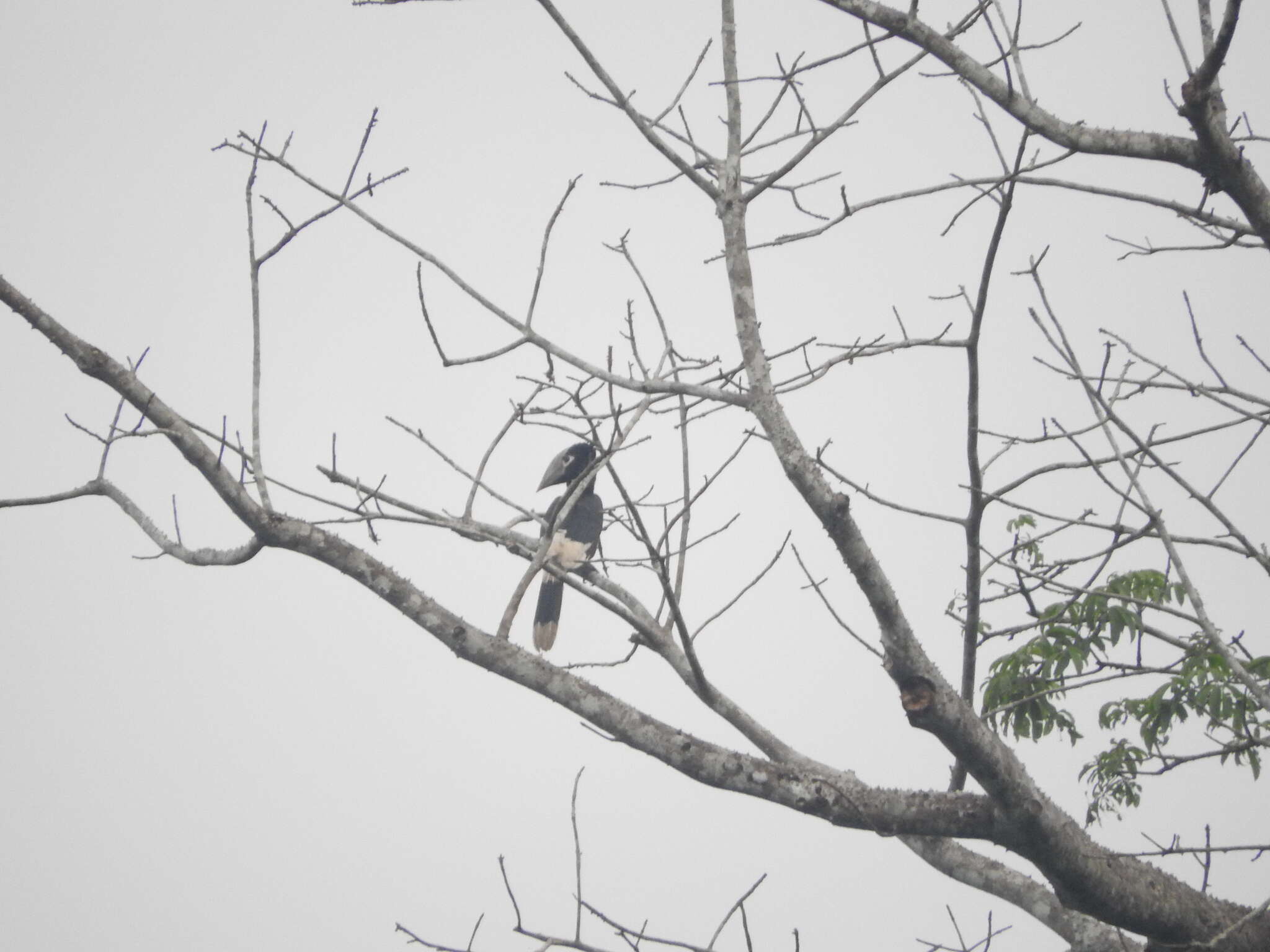 Image of White-thighed hornbill