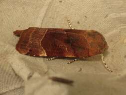 Image of broad-bordered yellow underwing