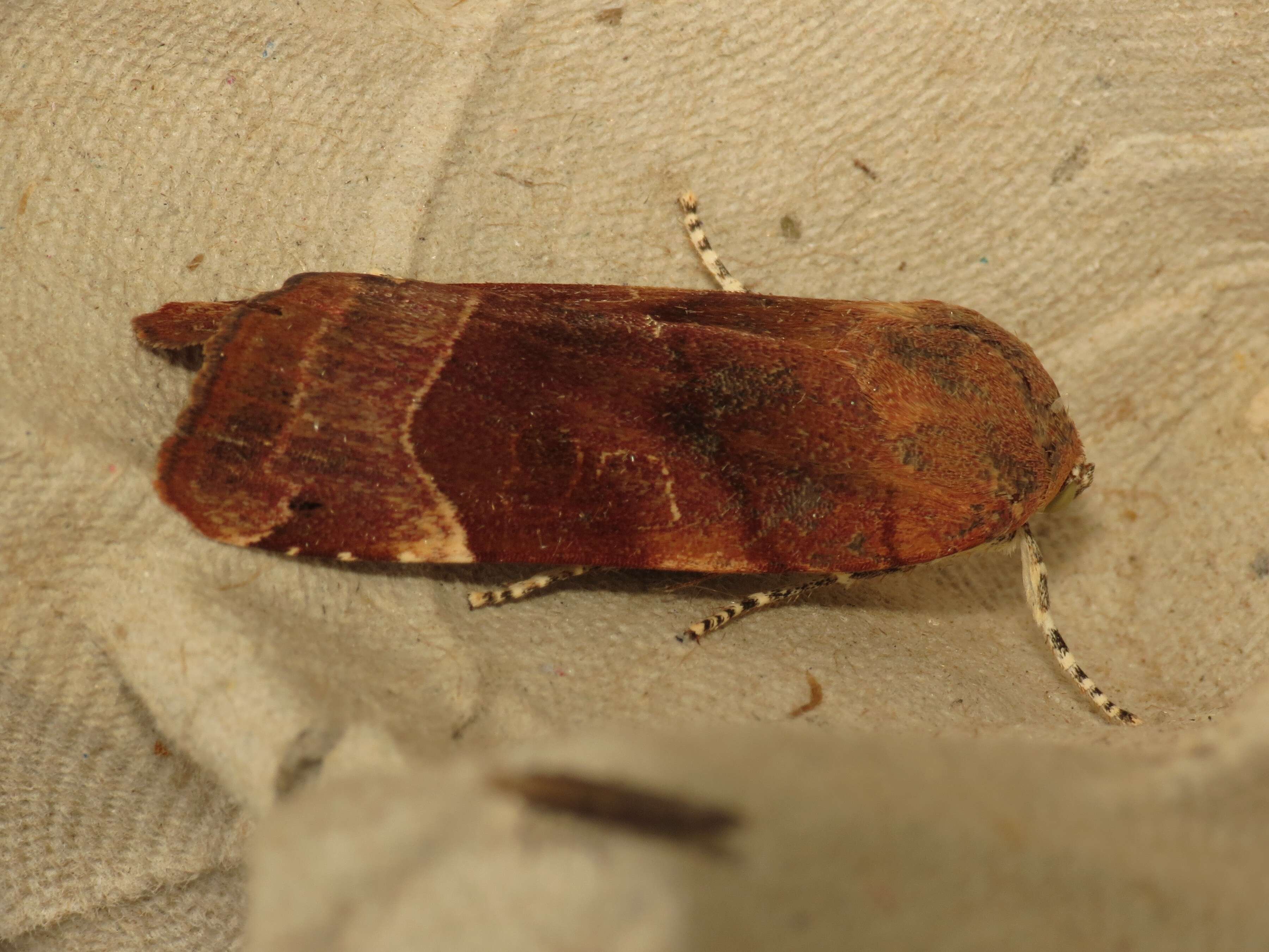Image of broad-bordered yellow underwing