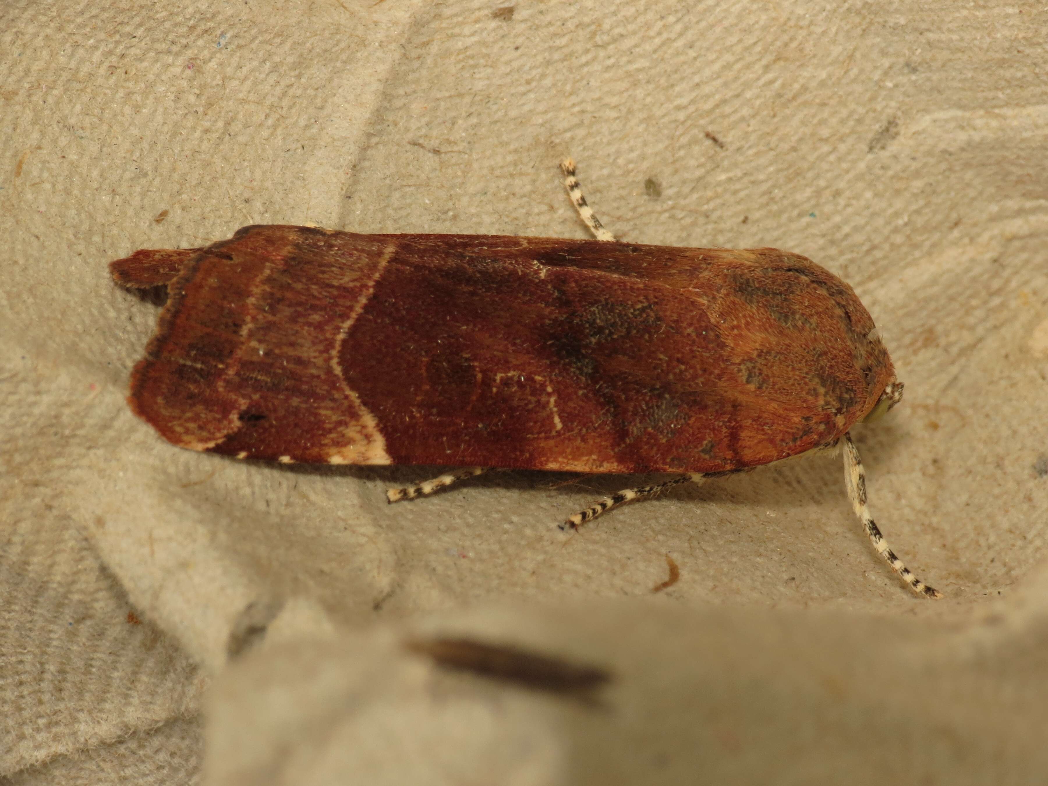 Imagem de Noctua fimbriata Schreber 1759