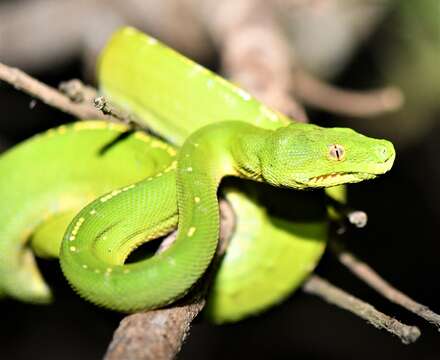 Image of Green Python