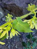 Image of Sonoran milkvine