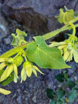 صورة Polystemma cordifolium (A. Gray) Mc Donnell & Fishbein