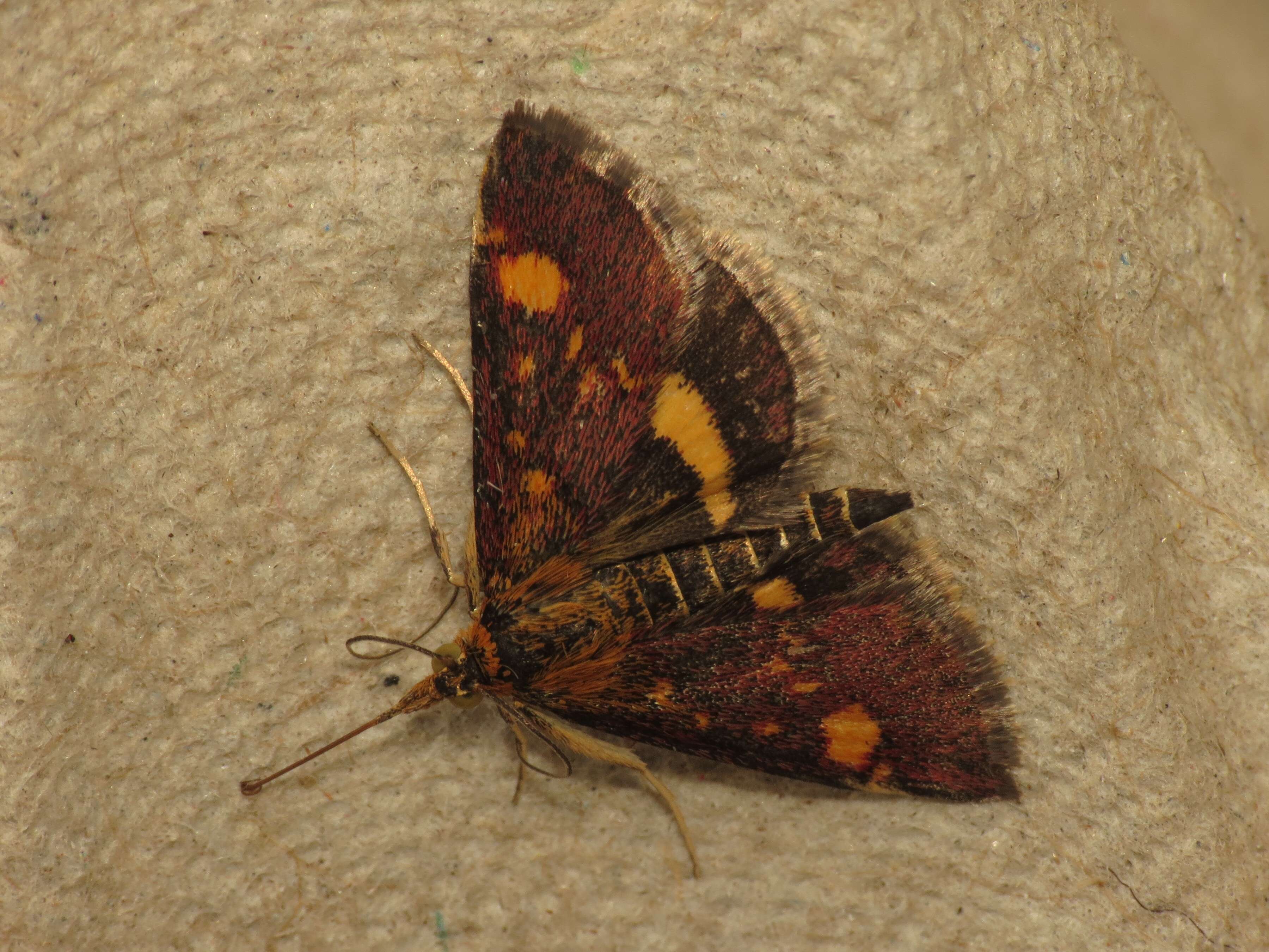 Image of Mint moth