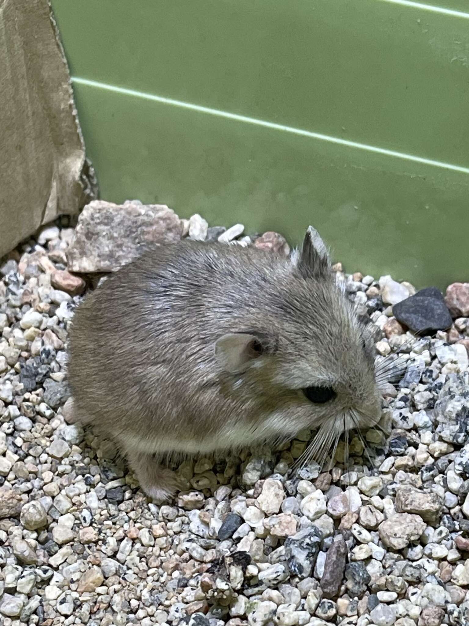 Campbell's dwarf hamster, Animal Database