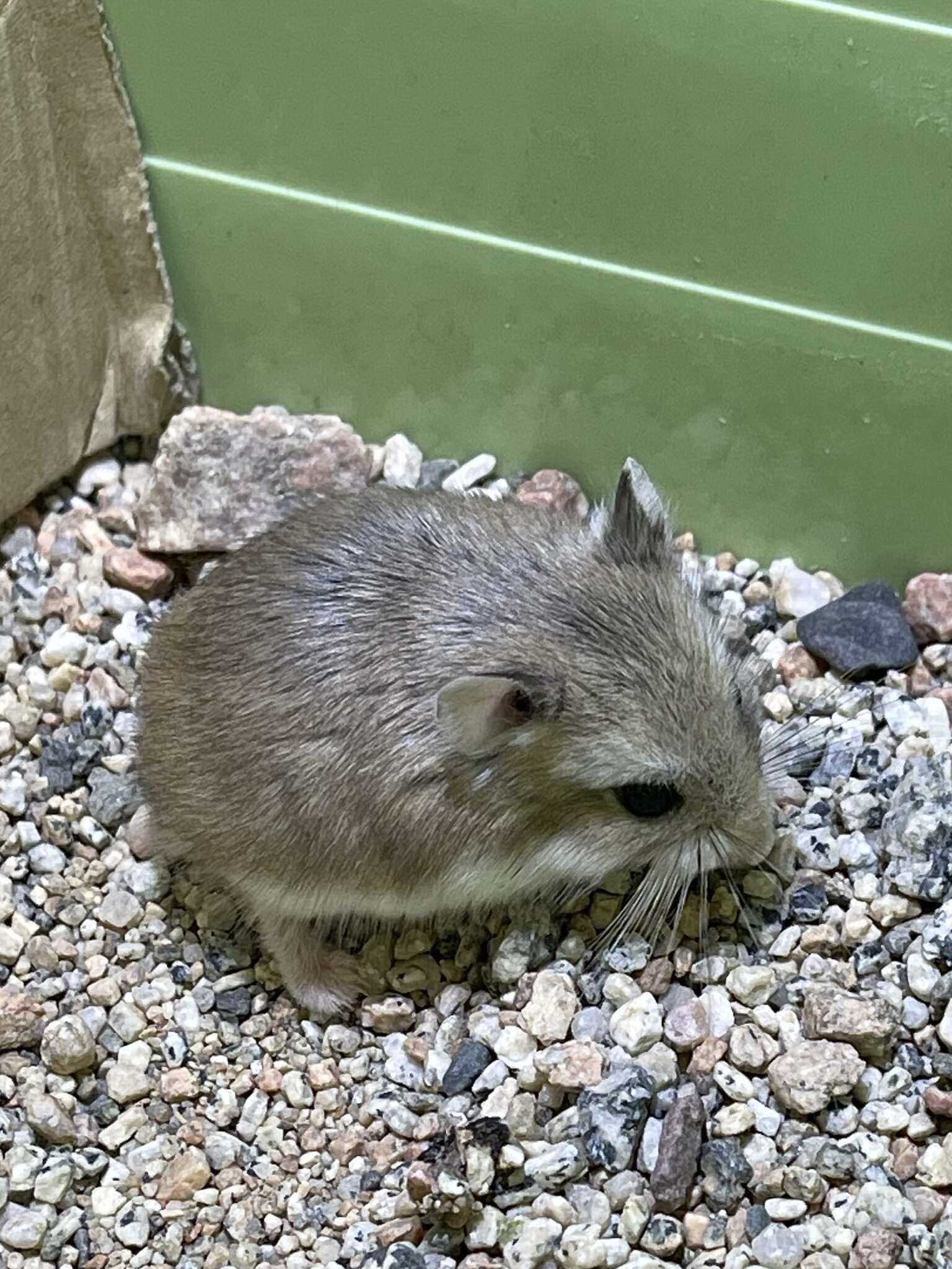 Campbell's dwarf hamster - Wikipedia