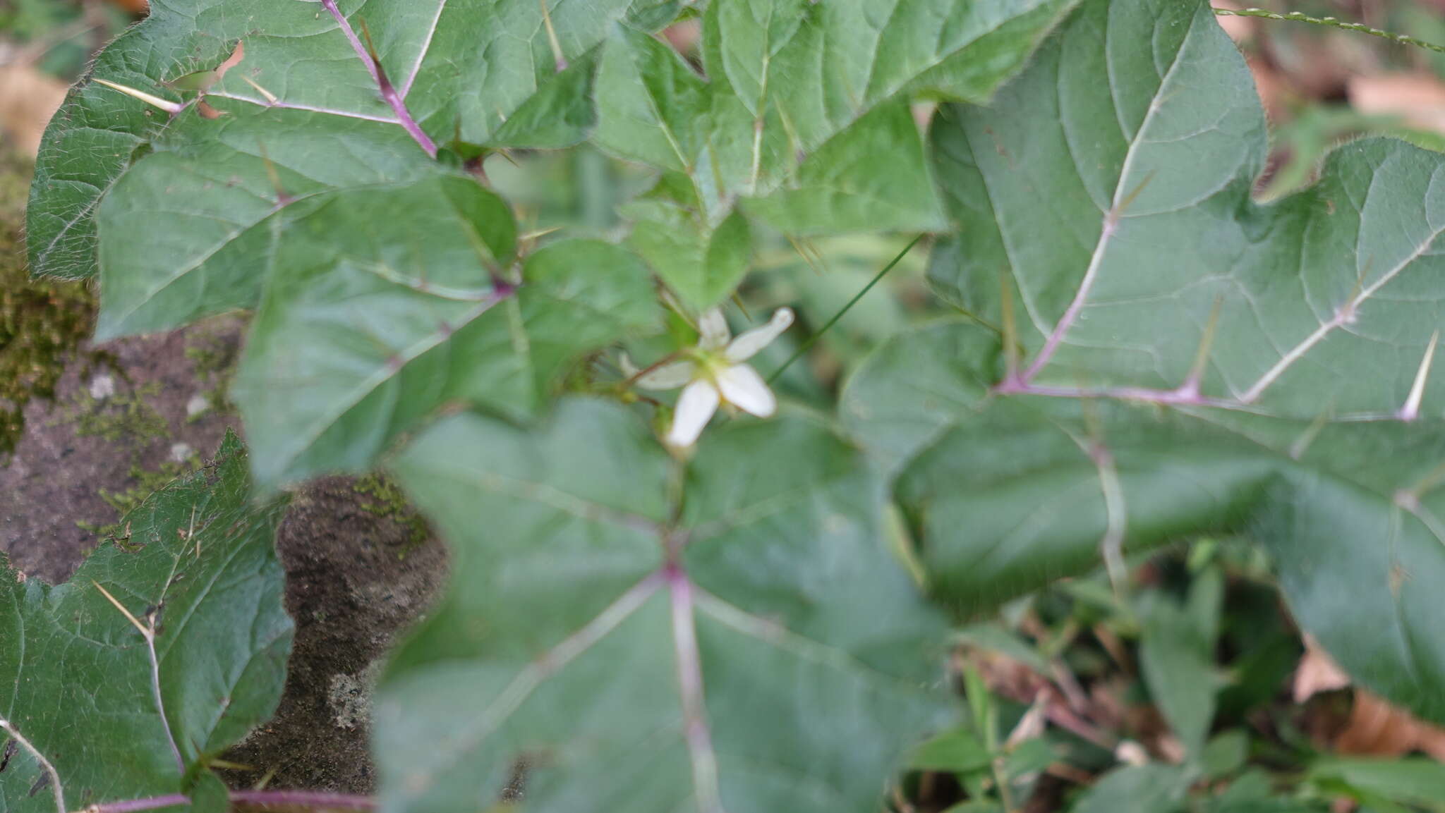 Imagem de Solanum capsicoides Allioni