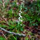Image of Little lady's tresses