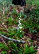 Слика од Spiranthes tuberosa Raf.