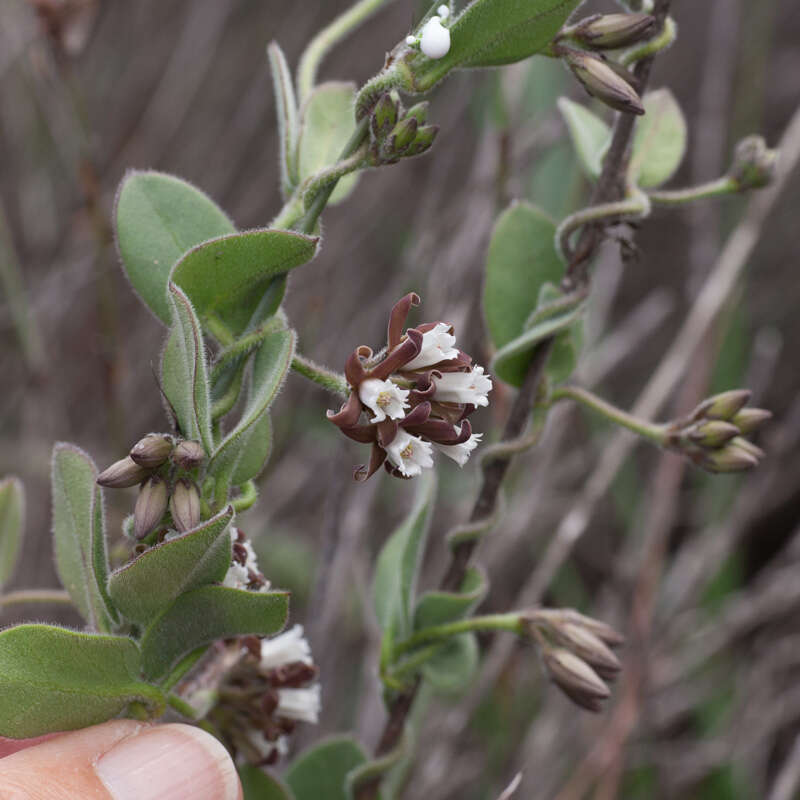 Слика од Cynanchum africanum (L.) Hoffmgg.